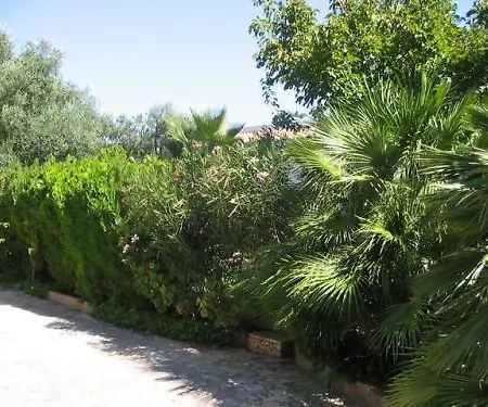 Olive Tree 托雷苏达