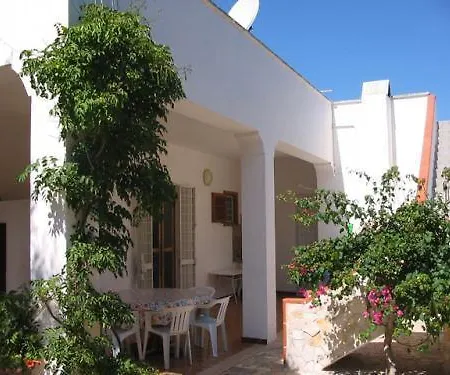 Olive Tree