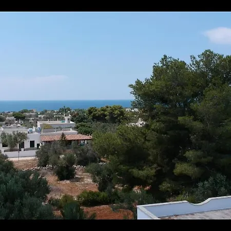 Olive Tree * Torre Suda