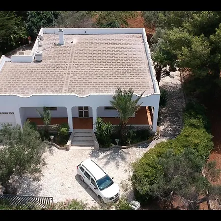 Olive Tree בית נופש
