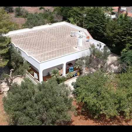 Olive Tree *