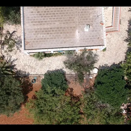 Olive Tree * טורה סודה