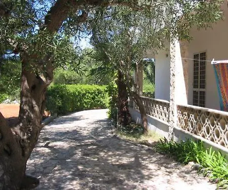 Olive Tree Torre Suda